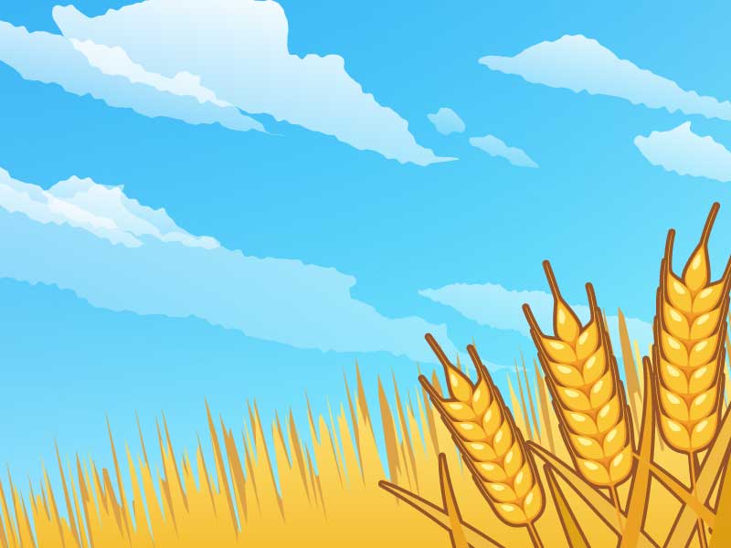 コラム挿絵:青空の下で麦が実っている風景のイラスト