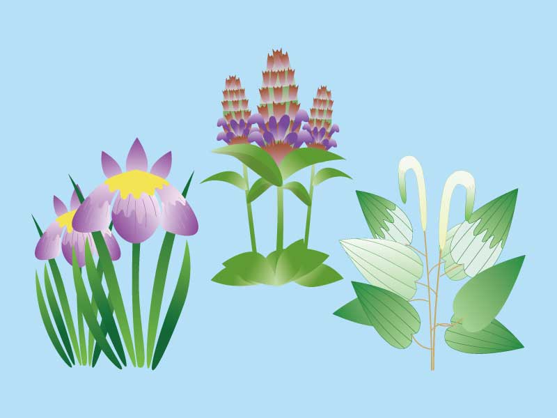 夏至に咲く花のイメージ画像