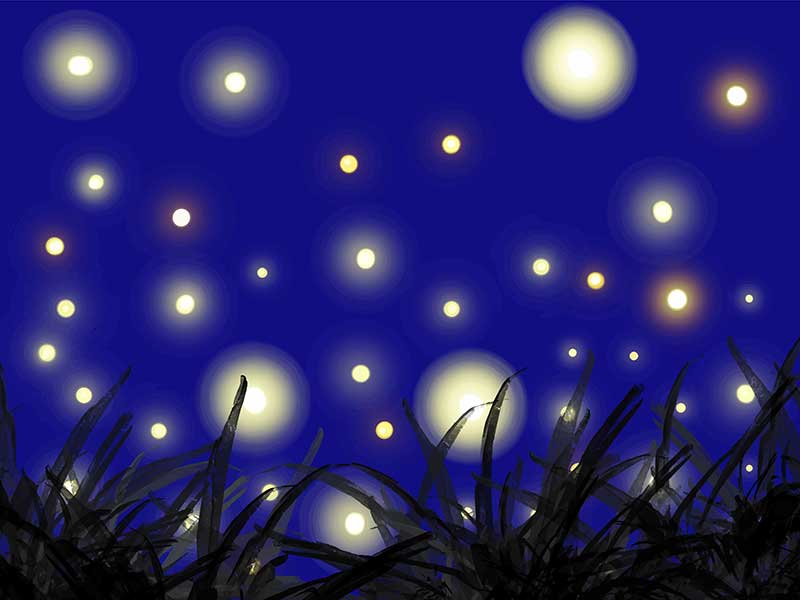 夜空に蛍が舞うイラスト