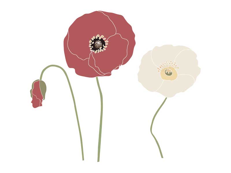 コラム挿絵:けしの花