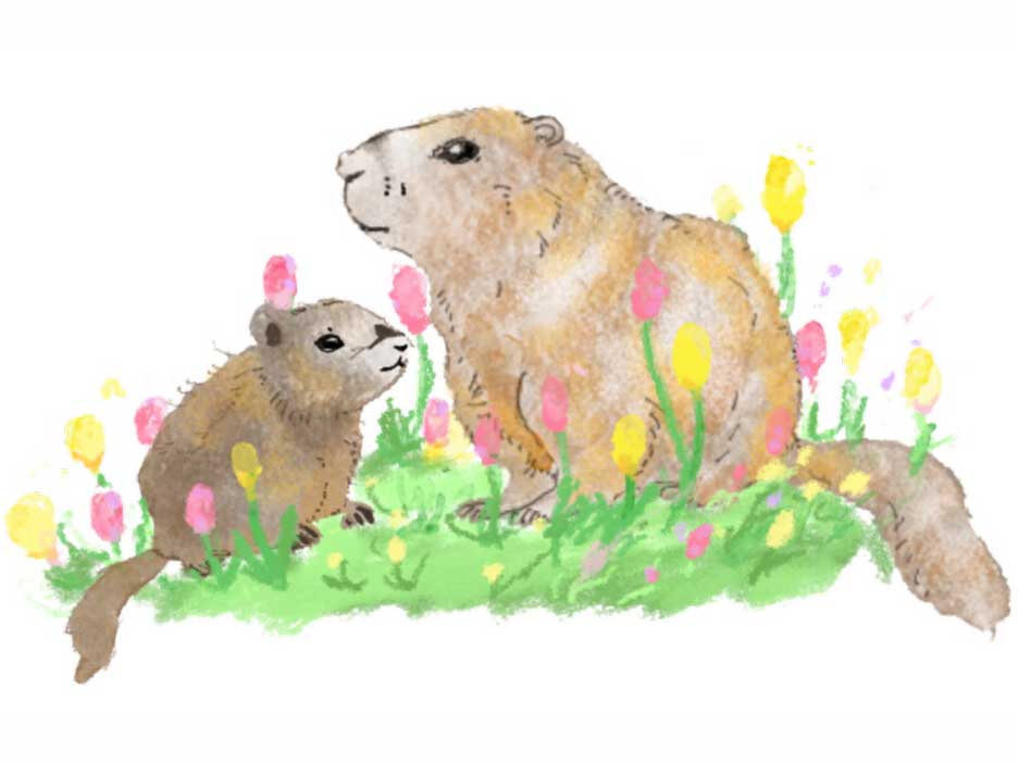 アメリカマーモットのイラスト